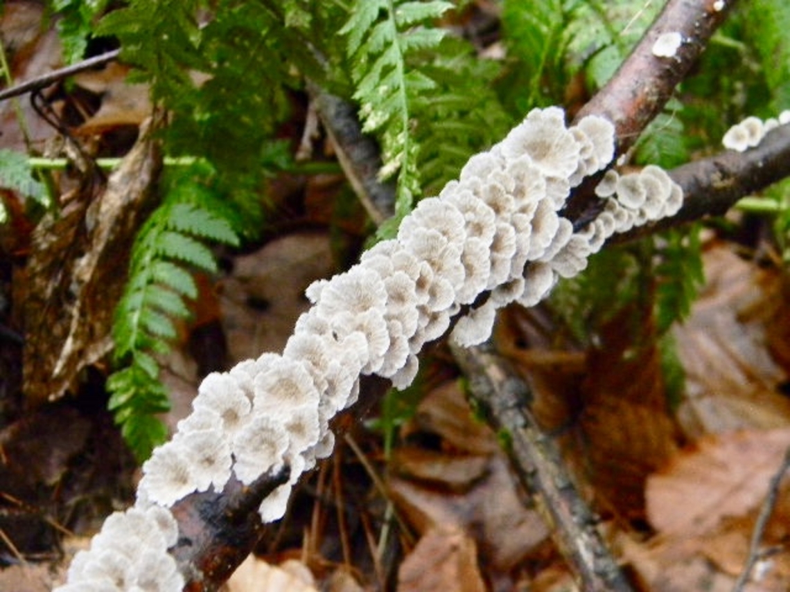 crimped gill  Crimped Gill,Plicaturopsis crispa