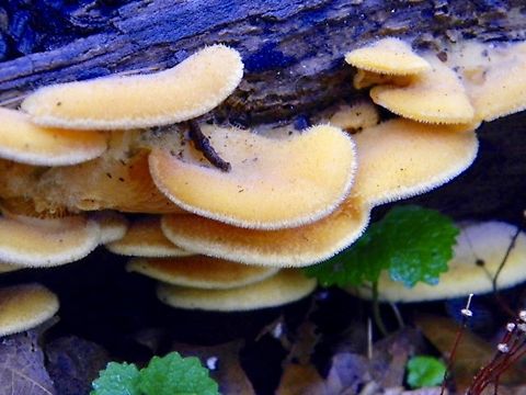orange mock oysters found growing on a decaying log in a misty forest Orange oyster,Phyllotopsis nidulans,mock oyster,pennsylvania