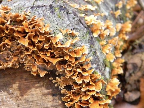 crowded parchment  Stereum complicatum,Stereum rameale