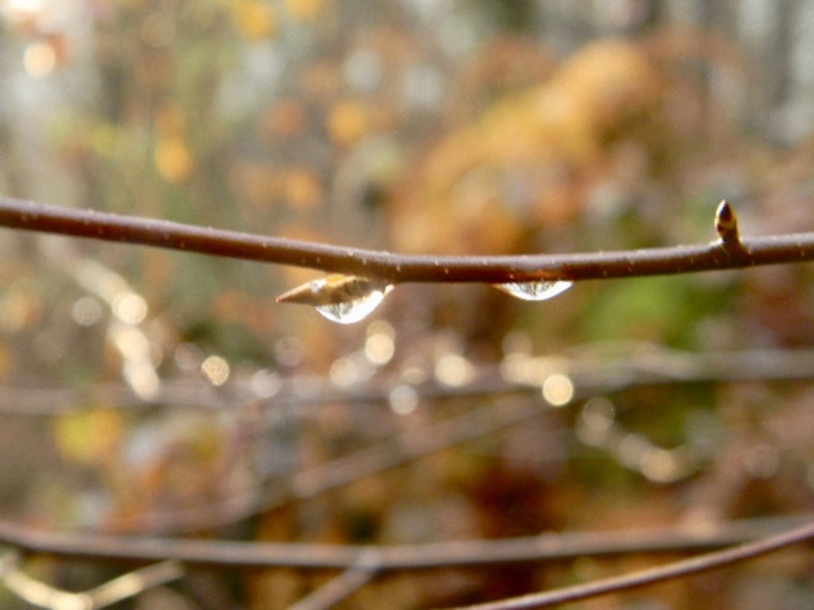 water drops gently sitting below a branch with some sunlight shining through,<br />
Seemingly defying gravity as they sometimes "dew"