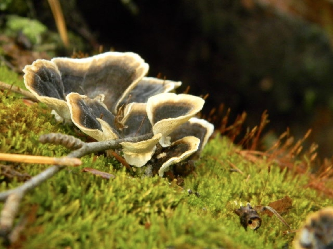 turkey tail sitting atop a mossy stump Trametes versicolor,Turkey Tail