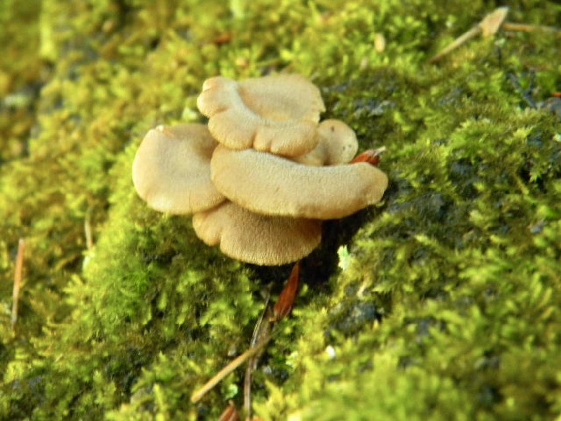bitter oyster cluster found on the same stump as the turkey tail in the previous photo<br />
these were quite small in size Bitter oyster,Panellus stipticus