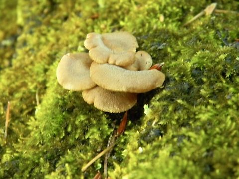 bitter oyster cluster found on the same stump as the turkey tail in the previous photo
these were quite small in size Bitter oyster,Panellus stipticus