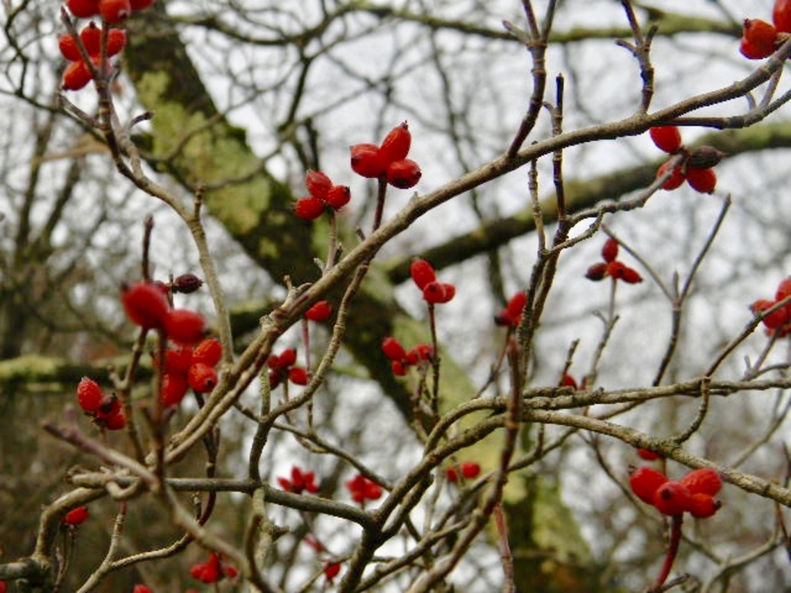 dogwood berries planted in a parking lot, looking bright in front of the grey sky.<br />
 Cornus florida,Flowering dogwood,winter berries