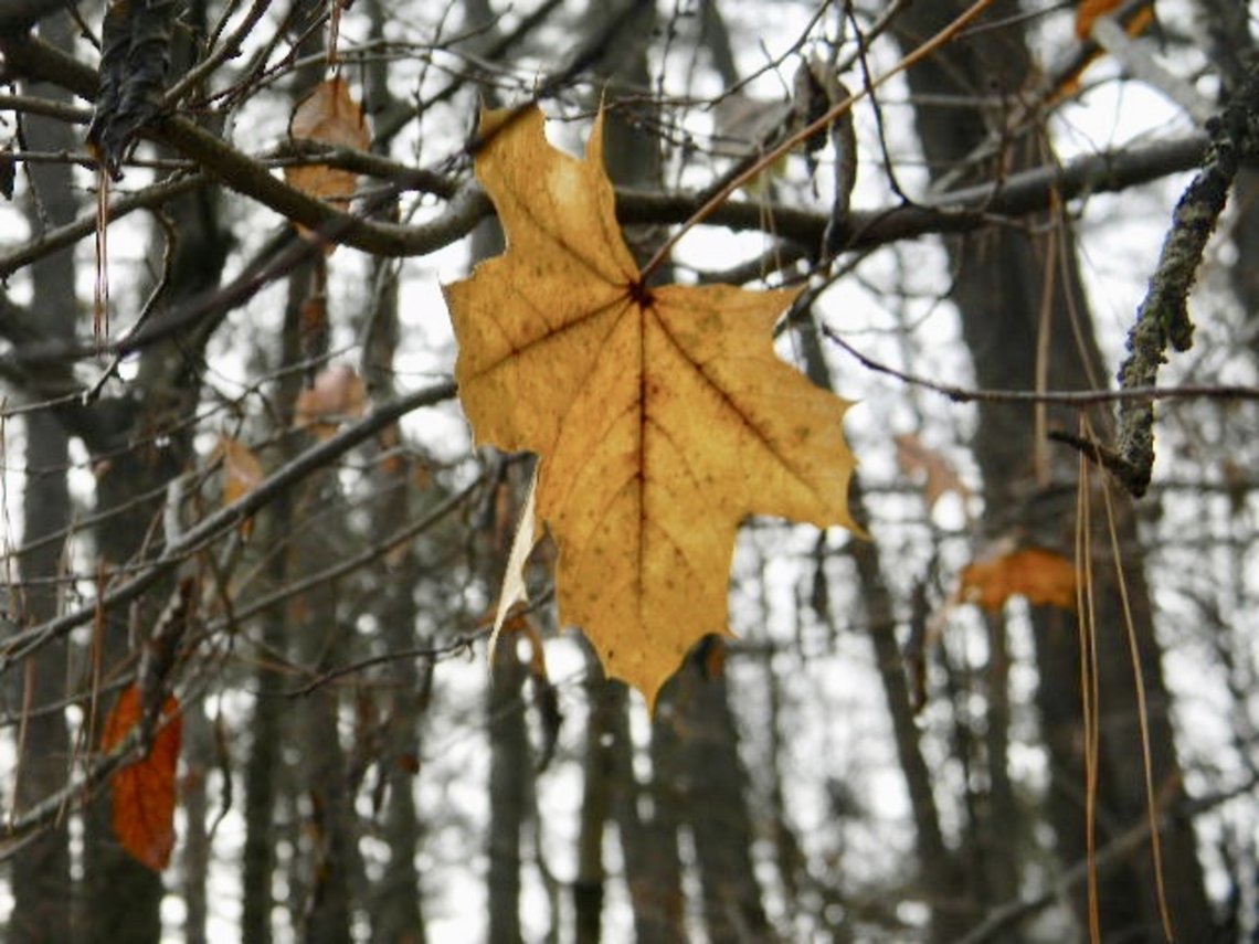 maple leaf most likely from a black maple tree<br />
 Fall,Maple,maple leaf