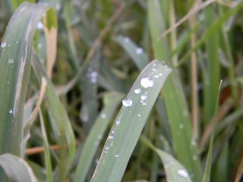 wet grass I have no issue romanticizing just about anything so here these are. Dewdrops,Grass,Raindrops