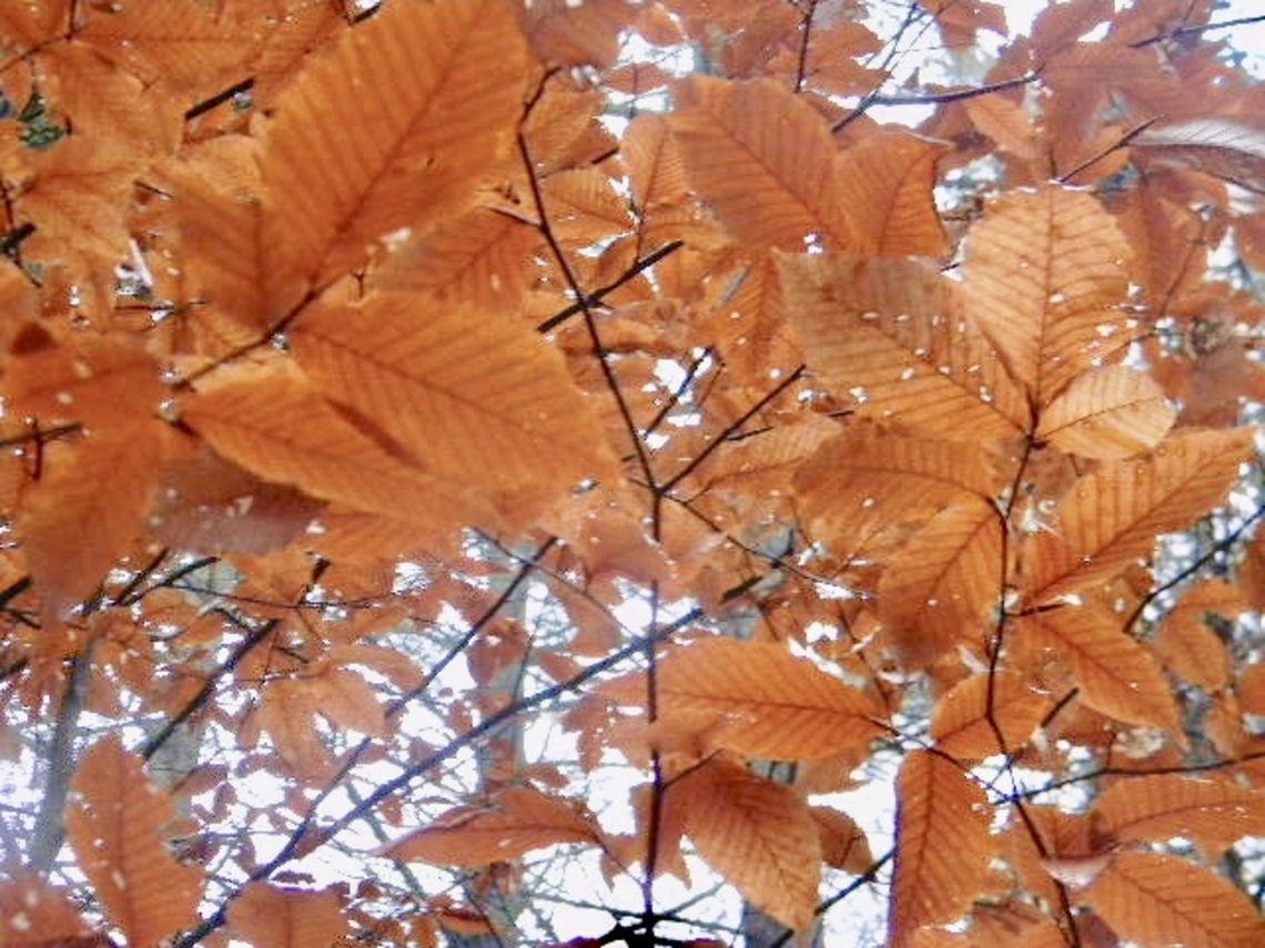 american beech getting ready to lose foliage  American beech,Fagus grandifolia,autumn