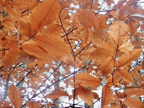 american beech getting ready to lose foliage  American beech,Fagus grandifolia,autumn