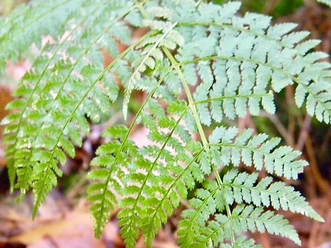 evergreen wood fern looking exceptionally delicate yet resilient  Dryopteris carthusiana,Dryopteris intermedia,Intermediate Wood Fern,Spinulose Wood Fern,evergreen wood fern