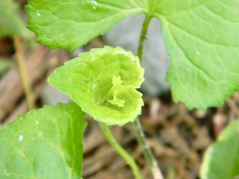botanical heart I would love to know what this is
