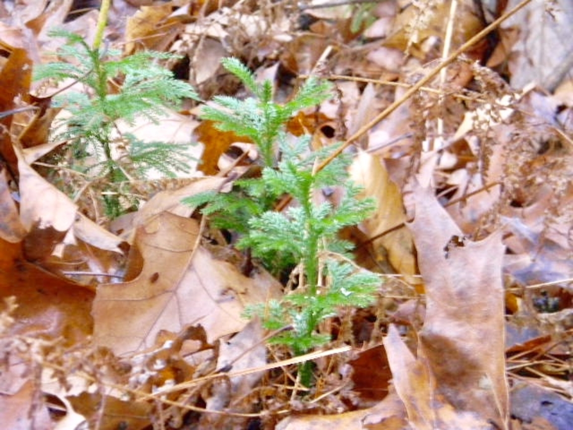 club moss variation looking very cute growing from the ground Dendrolycopodium hickeyi,club moss,dendrolycopodium hickeyi