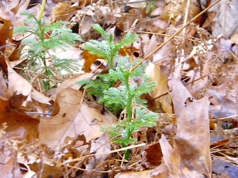 club moss variation looking very cute growing from the ground Dendrolycopodium hickeyi,club moss,dendrolycopodium hickeyi