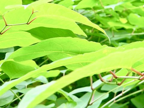 Japanese knotweed also sometimes referred to as "elephant ears" Fallopia japonica,Japanese Knotweed,Reynoutria japonica