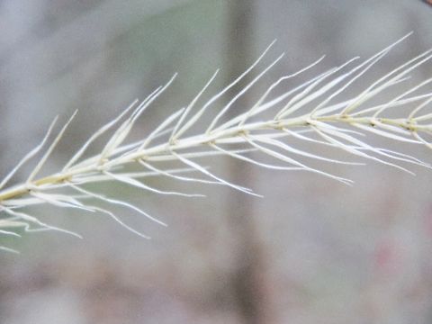 riverbank wild rye (elymus riparius) reminiscent of a fish bone  elymus riparius,river bank wild rye,winter