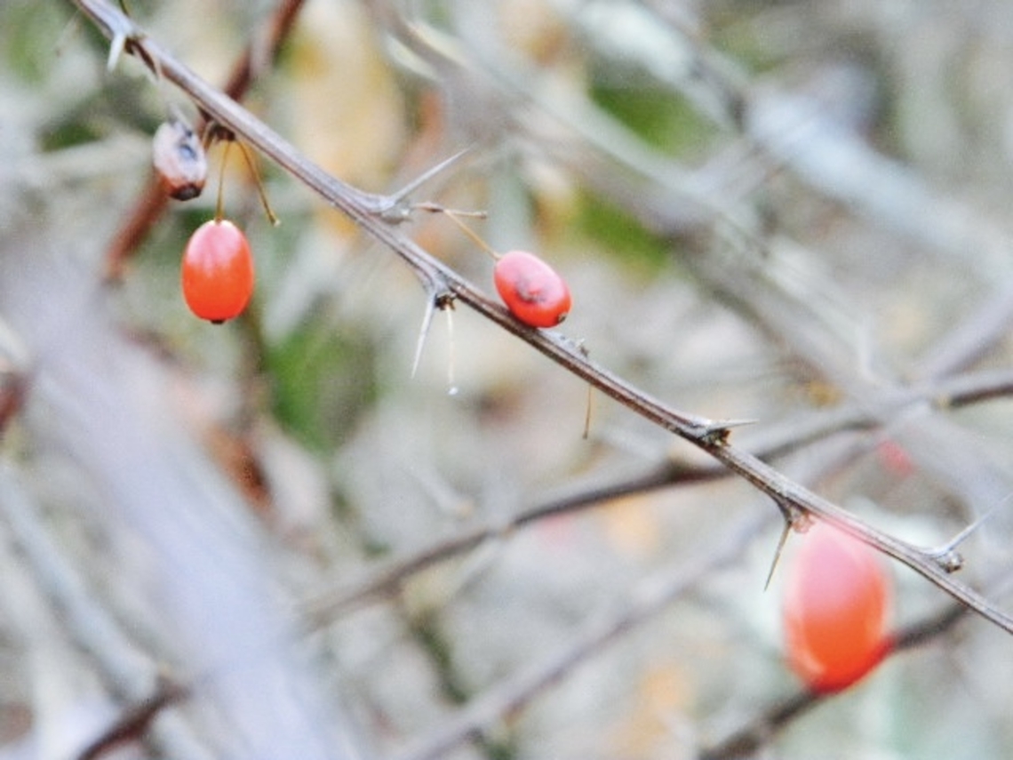 Barberries  Berberis thunbergii,Berberis vulgaris,Japanese barberry