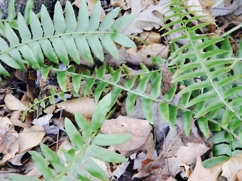 christmas ferns seemingly having a holiday gathering of their own Christmas fern,Polystichum acrostichoides