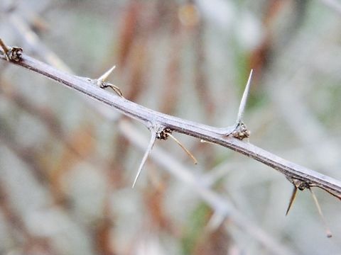barberry needles cutting through the air to make their point Berberis thunbergii,Japanese barberry