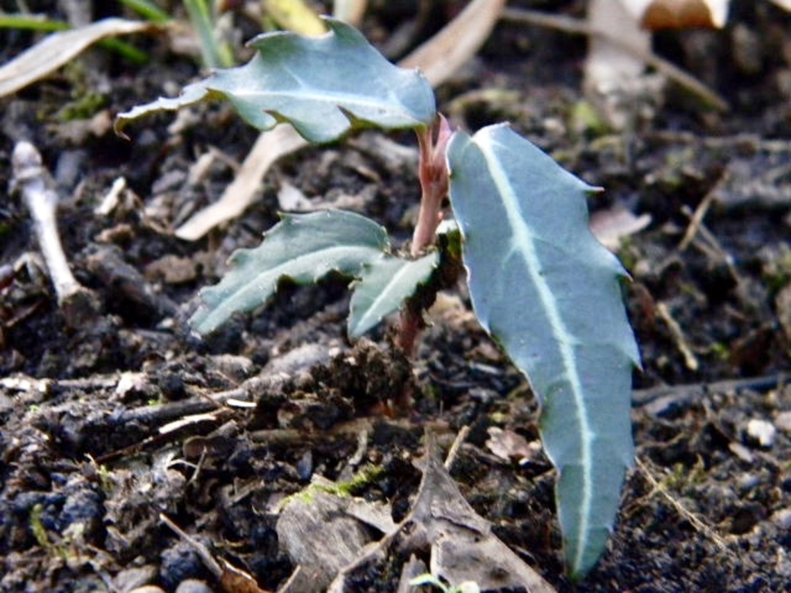 spotted wintergreen leaves also known as striped wintergreen Chimaphila maculata,Spotted Wintergreen,Striped Wintergreen
