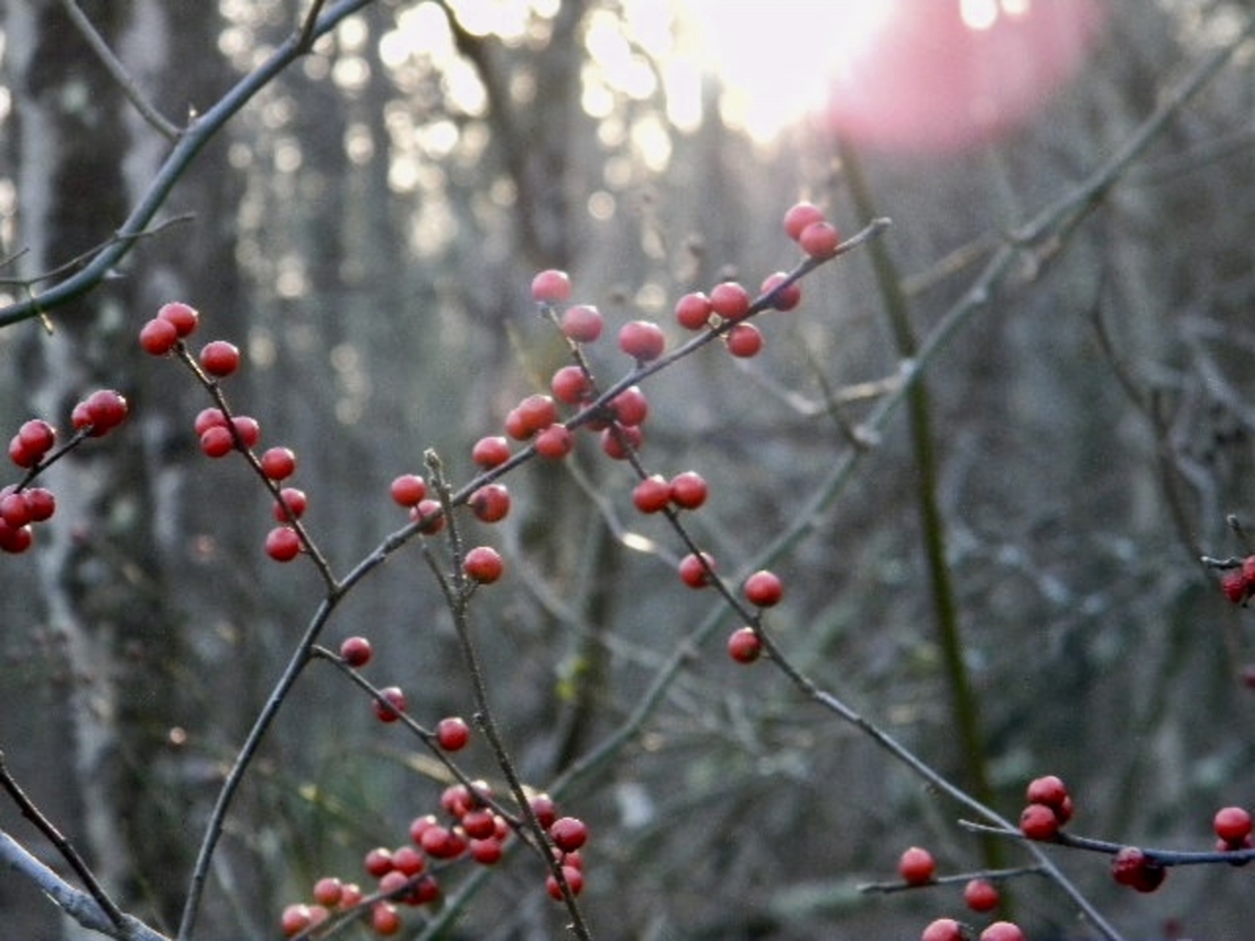holly variation or &quot;winter berries&quot;  Holly,Ilex verticillata,Winterberry