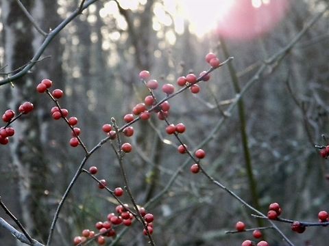 holly variation or "winter berries"  Holly,Ilex verticillata,Winterberry