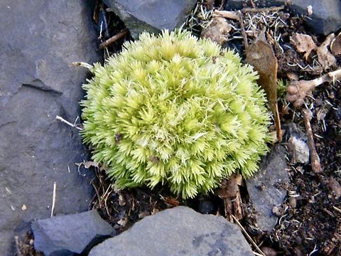 pin cushion moss  Leucobryum glaucum,New York,Pincushion Moss