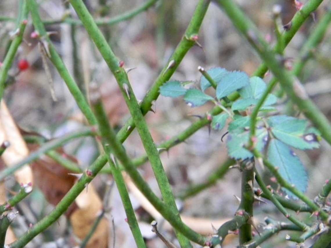 multiflora rose Some info about how these ended up in New York:<br />
<a href="https://nyis.info/invasive_species/multiflora-rose/" rel="nofollow">https://nyis.info/invasive_species/multiflora-rose/</a><br />
 Multiflora rose,Rosa multiflora