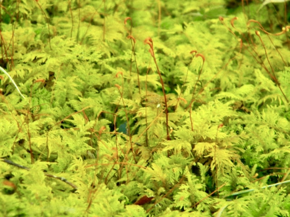 fern moss looking perfectly suitable for a hidden fairy realm if you ask me Delicate thuidium moss,New York State,Thuidium delicatulum