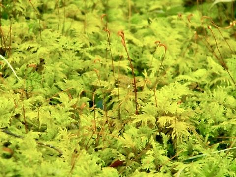 fern moss looking perfectly suitable for a hidden fairy realm if you ask me Delicate thuidium moss,New York State,Thuidium delicatulum
