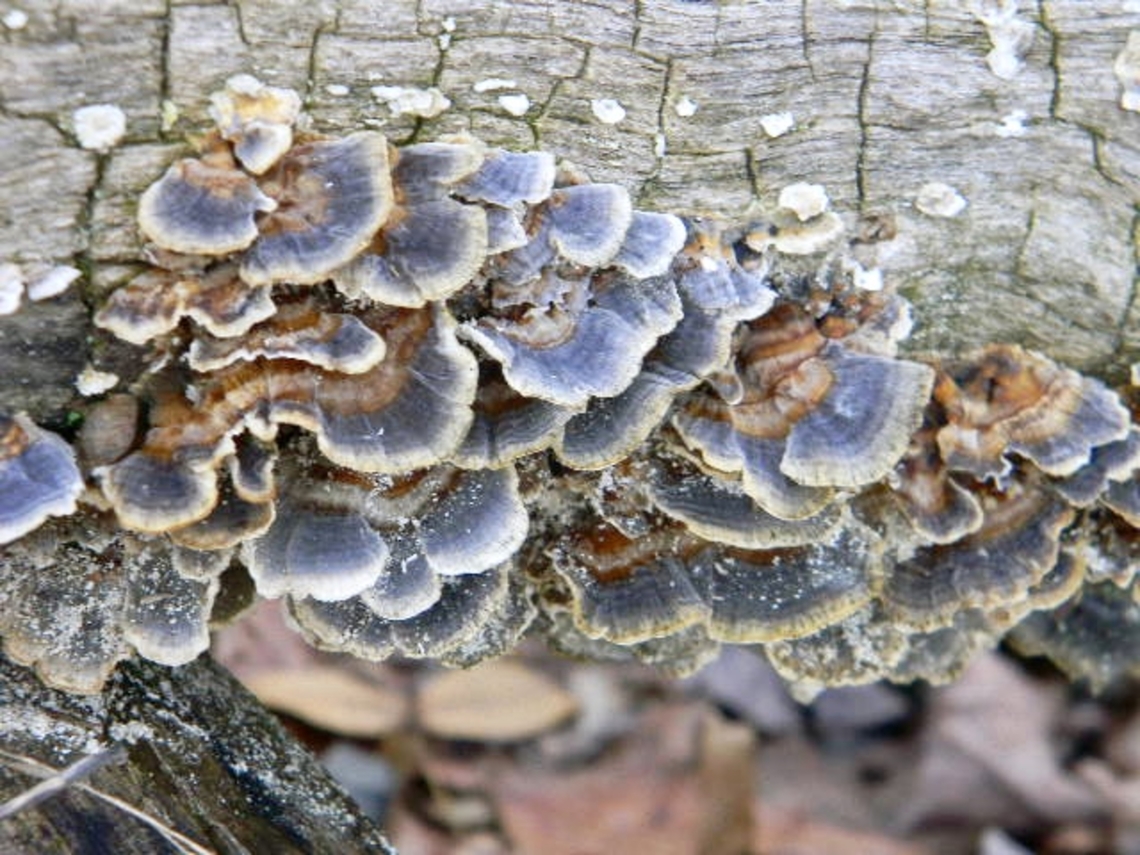 turkey tail  New York,Trametes versicolor,Turkey Tail,coriolus versicolor