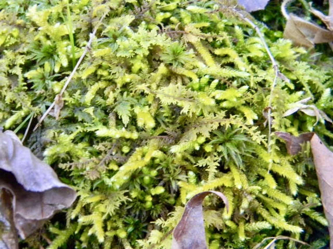 antitrichia moss mingling with some fern moss and such but still managing to stand out Antitrichia curtipendula,antitrichia curtipendula