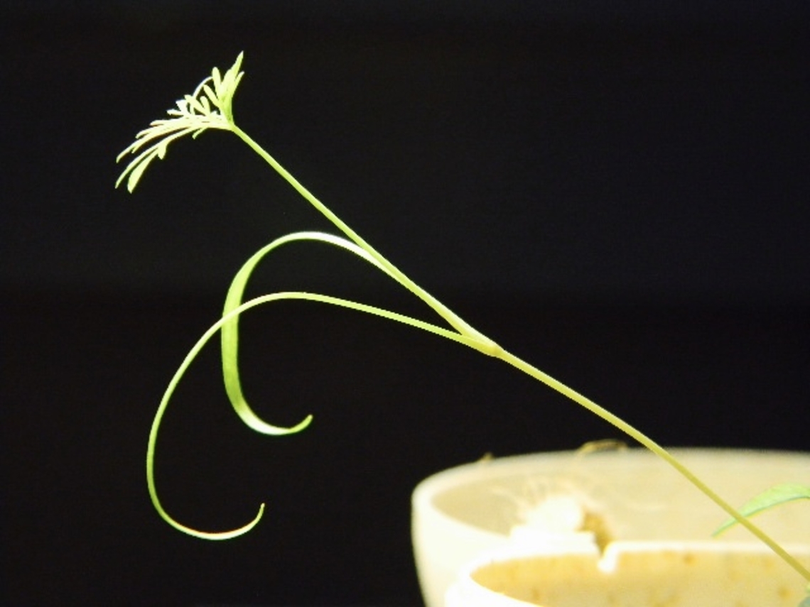 wildflower sprout not sure what this will grow to be because it came in a mix, but I like it already. indoor plant,sprout