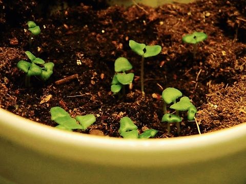 English lavender sprouts  Common lavender,Lavandula angustifolia,english lavender,sprouts