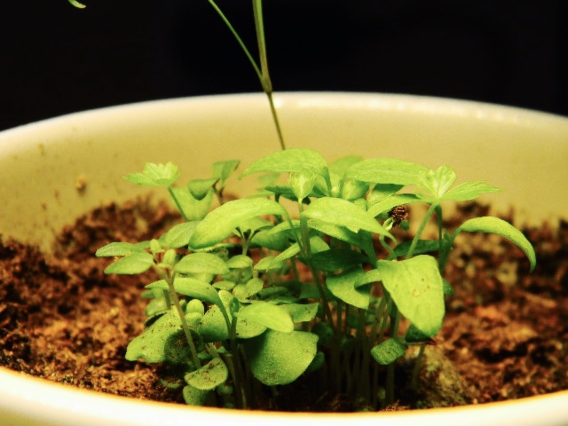 assorted wildflower sprouts  sprouts