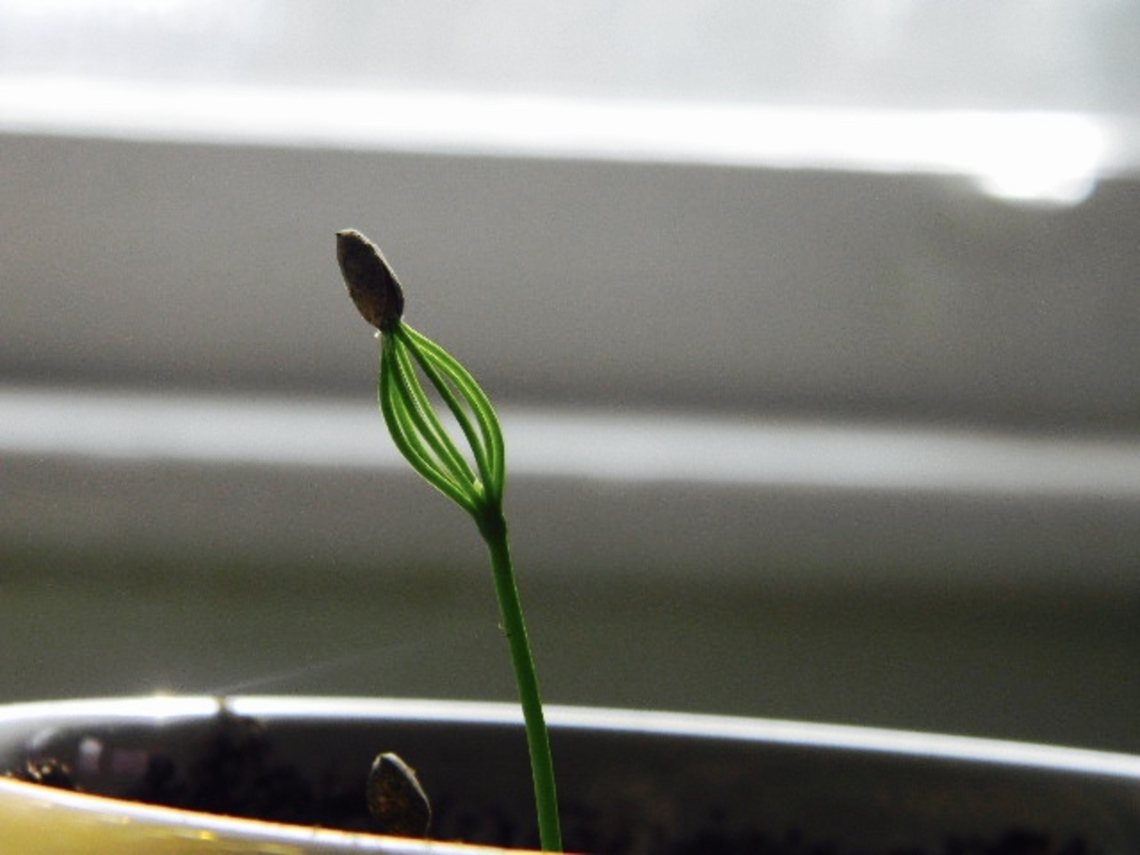 Japanese black pine seedling this is a bonsai technically, currently enjoying the shape of the sprout. Japanese Black Pine,Pinus thunbergii