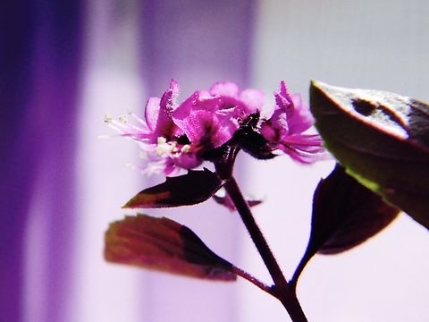 purple basil flower whenever I pick these off the tops of the plant the entire room has a basil fragrance for a little while Ocimum basilicum,Sweet Basil,indoor plant,purple basil