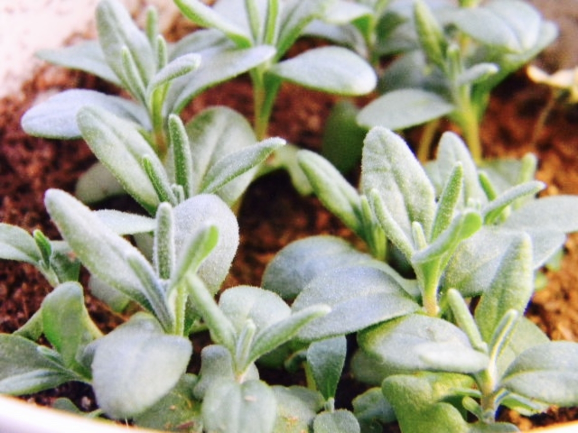 English lavender progress wasn&#039;t sure that these would grow at all since they weren&#039;t planted in optimal circumstances but, they are doing well.  Common lavender,Lavandula angustifolia,indoor plant,sprouts