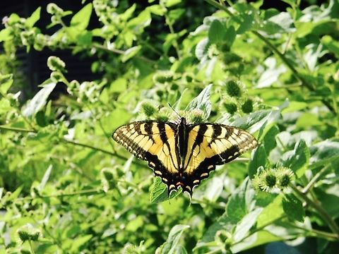tiger swallowtail enjoying the sunshine Eastern Tiger Swallowtail,Papilio glaucus