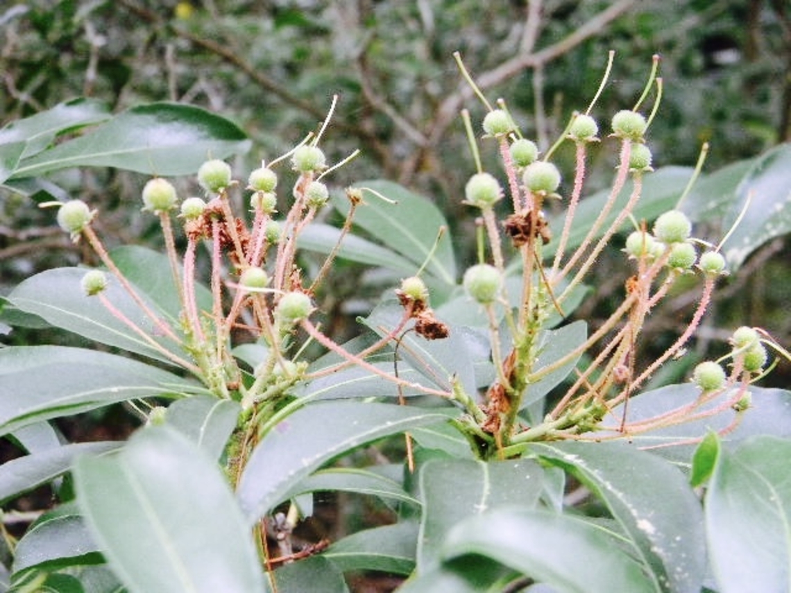 mountain laurel  Kalmia latifolia,Mountain-laurel