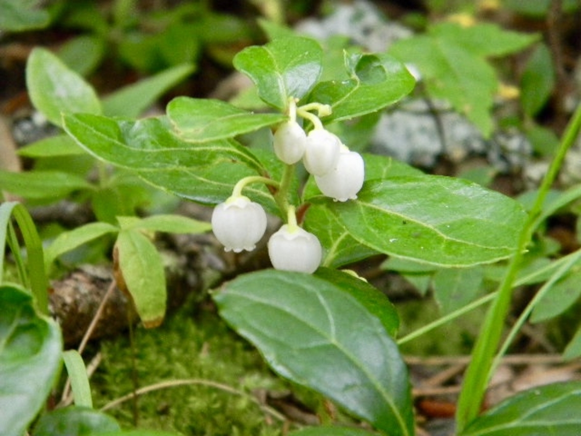 wintergreen  Eastern Teaberry,Gaultheria procumbens