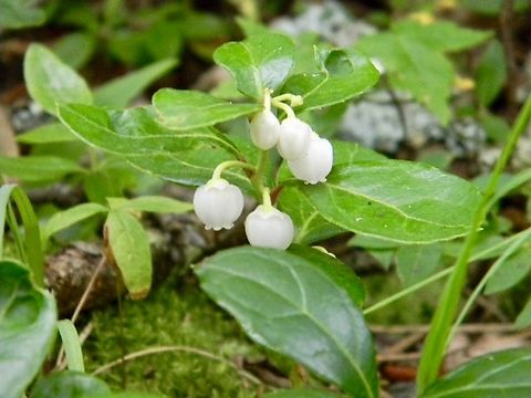 wintergreen Eastern Teaberry,Gaultheria procumbens