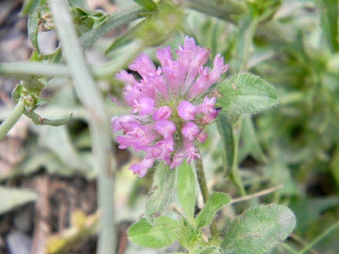 red clover  Red clover,Trifolium pratense