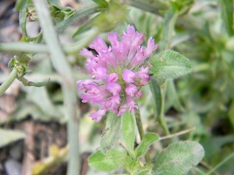 red clover  Red clover,Trifolium pratense