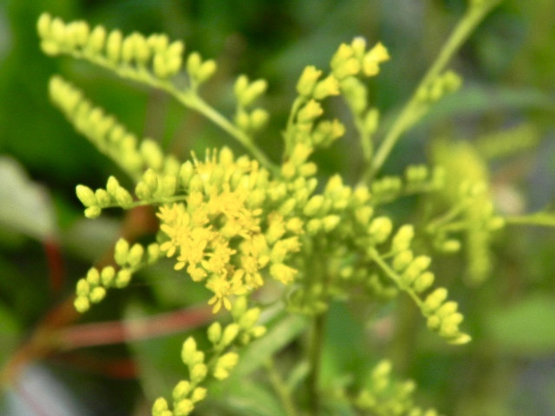 golden rod  Canada goldenrod,Solidago canadensis