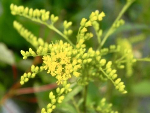 golden rod  Canada goldenrod,Solidago canadensis