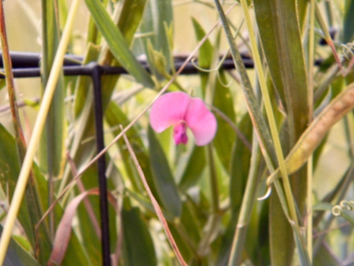 sweet pea flower  Lathyrus latifolius,Lathyrus sylvestris,Narrow-leaved everlasting-pea,Perennial peavine