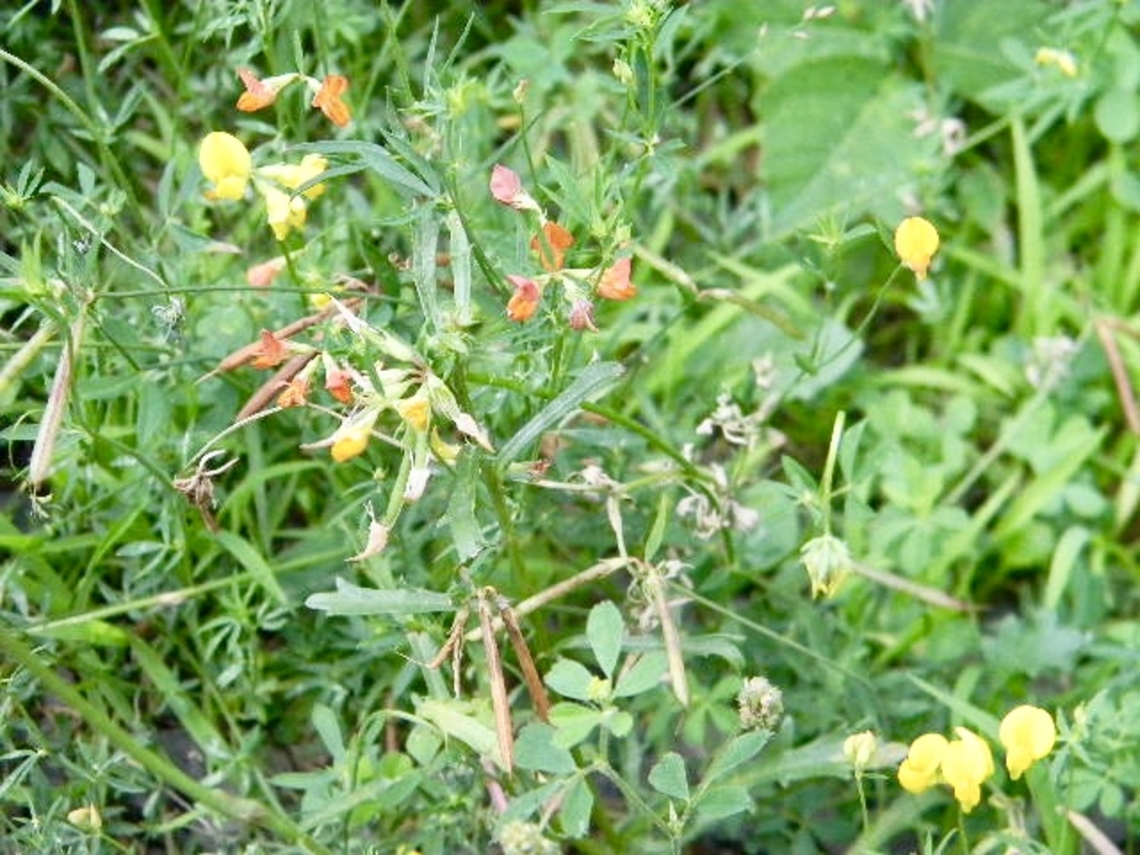 trefoil flowers  Lotus tenuis,lotus tenuis