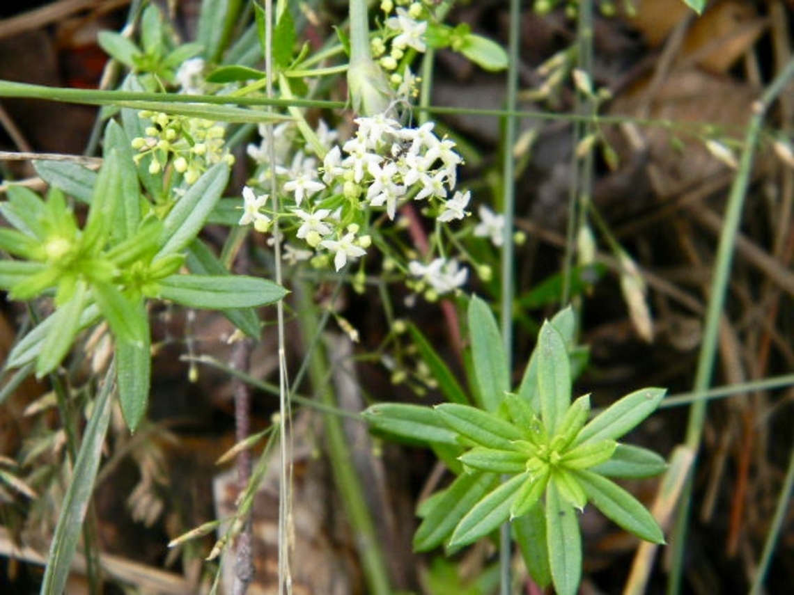hedge bedstraw  Galium mollugo,Hedge bedstraw