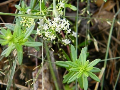 hedge bedstraw  Galium mollugo,Hedge bedstraw