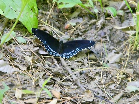 red spotted purple there was a multitude of these in the same area on this particular walk  Limenitis arthemis,Red-spotted purple