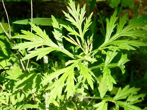 mugwort  Artemisia vulgaris,Common Mugwort